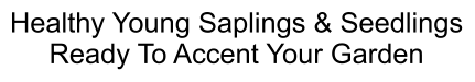 Healthy Young Saplings & Seedlings Ready To Accent Your Garden