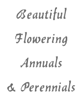 Beautiful Flowering Annuals & Perennials
